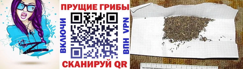 купить наркотик  Барнаул  Псилоцибиновые грибы Psilocybe 